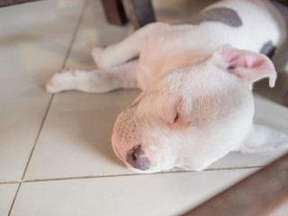 Puppy dog sleeping on tiled