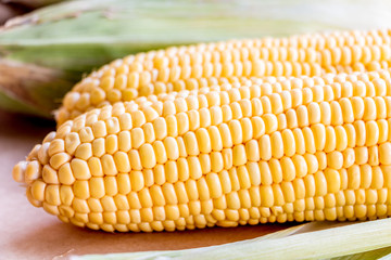 ear of Corn
