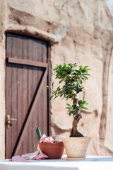 Planting little tree into a small pot