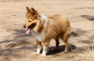Shetland Sheepdog steht hächelnd auf einem Weg