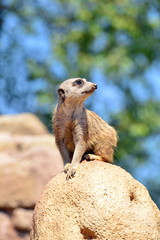 Suricato. Una mangusta fa la guardia alla propria tana 