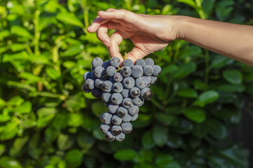 Harvested grapes. Girl hands with freshly harvested grapes.