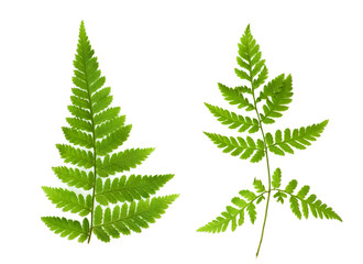 Two isolated green leaves of fern on a white background