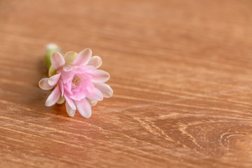 Cactaceae flower