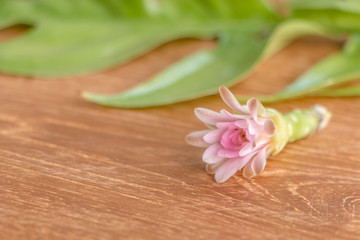 Cactaceae flower