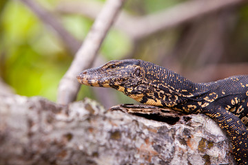 Monitor lizard resting on a tree branch