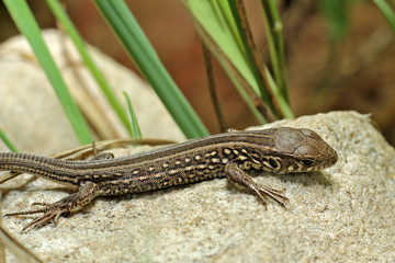 Lizard