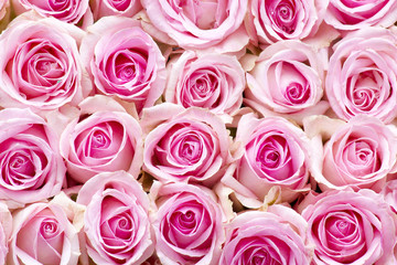 pink roses background
