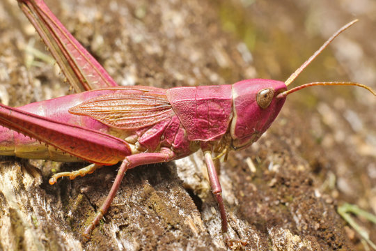 Pink Grasshopper 