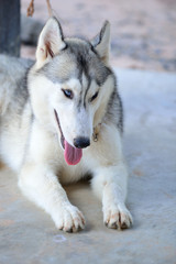Gray siberian husky