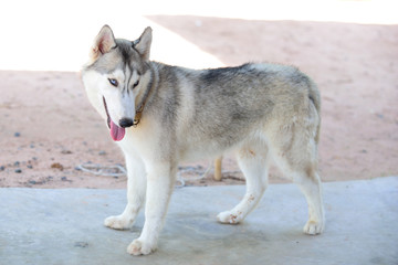 Gray siberian husky