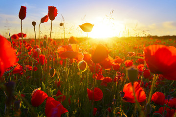 Naklejka na ściany i meble Poppies