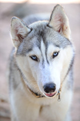 Gray siberian husky