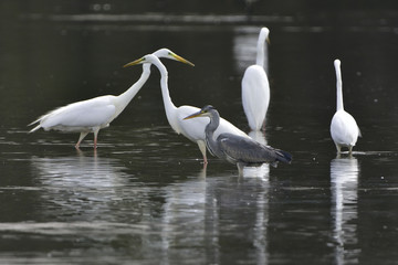 Grau - und Silberreiher