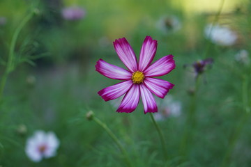 Lovely pink Spanish daisy in the rain