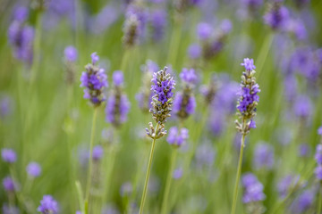 Lavender flowers background