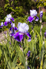Fototapeta premium Purple and white Irises in full bloom in a herbaceous border close-up.