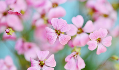Close up view on a wiid pink flowers