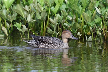 Anas acuta. The duck swims in coastal thickets
