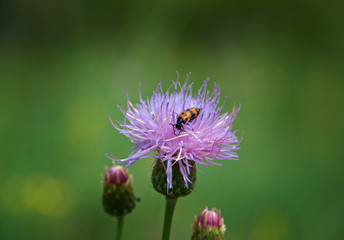 Leptura quadrifasciata
