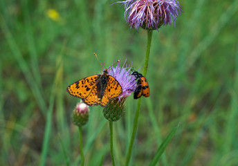 Melitaea didymoides butterfly