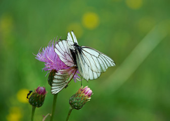 Aporia crataegi  butterfly