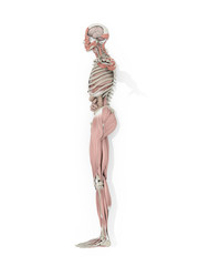 Human anatomy body side profile medical illustration on white background. 3d illustration