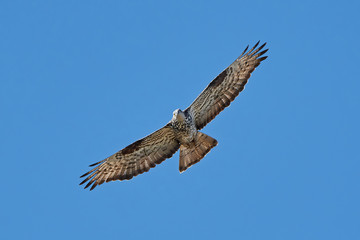 European honey buzzard (Pernis apivorus)