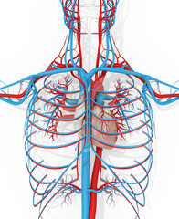 Human anatomy vascular system medical illustration on white background. 3d illustration.