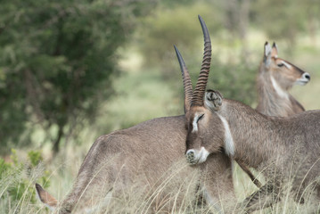 Waterbuck Courting Female