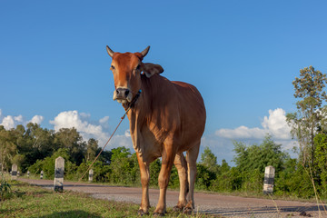 Thai cow resting on reservoirs and blue sky, Isan, Thailand.