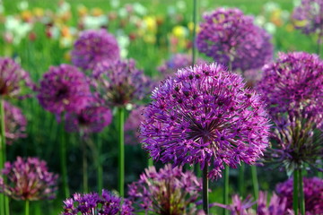 Zierlauch im Blumenfeld