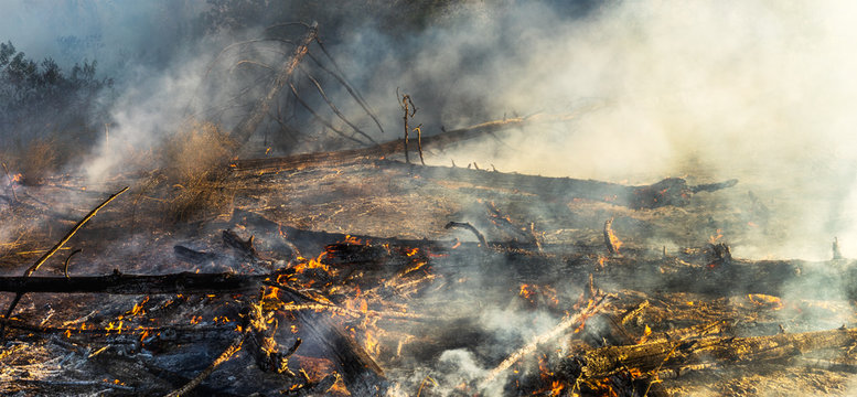fire in the forest, the trees are burning a lot of smoke