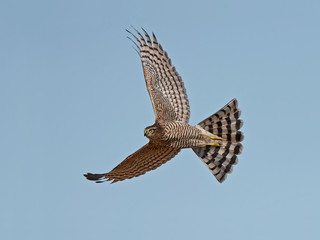Obraz premium Eurasian sparrowhawk (Accipiter nisus)