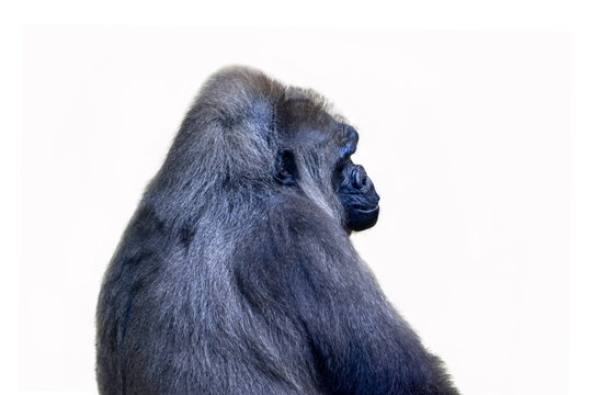 Gorilla- stock Image