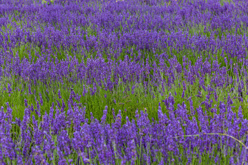 lavender fields