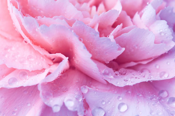Beautiful carnation flower with drops of water