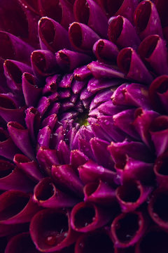 Dahlia with drops of water
