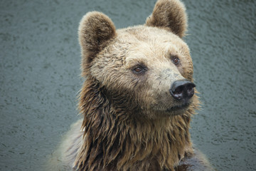 Brown bear (Ursus arctos) standing  in the water on raining