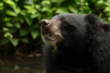 Close up headshot Tibetan black bear