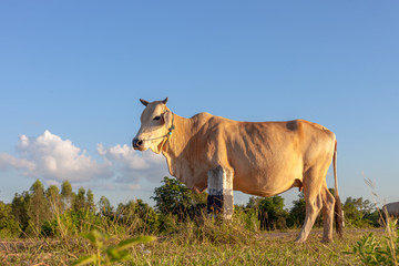 Thai cow resting on reservoirs and blue sky, Isan, Thailand.