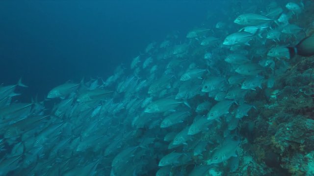 School of Big-eye Trevallies on a coral reef. 4k footage