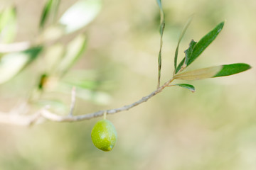 Olives in the tree