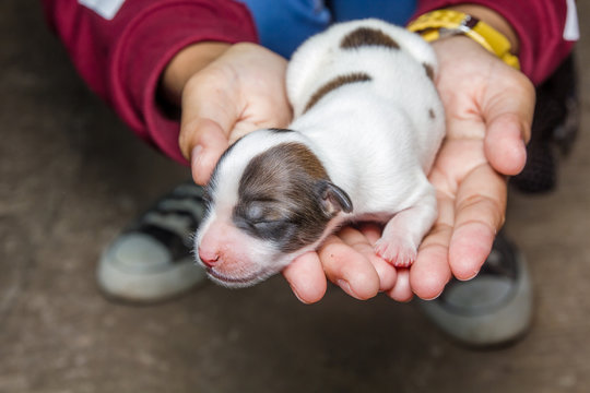Dog new born puppy in the caring hands, Selective focus, shallow