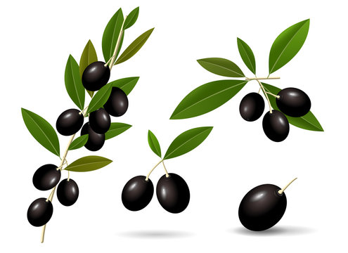 Vector leafy green twigs with healthy ripe black olives isolated on white background