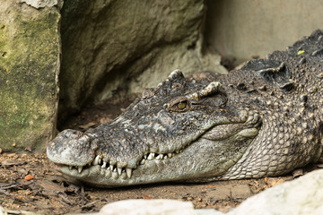 Crocodile lying on the land
