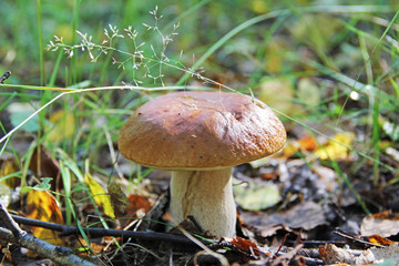 White fungus in a forest clearing in the summer.