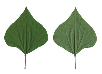 Front and back green leaf isolated on white background.