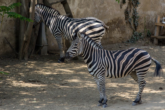 zebra close-up head
