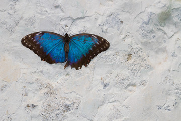 Obraz na płótnie Canvas Exotic butterfly on the butterfly show